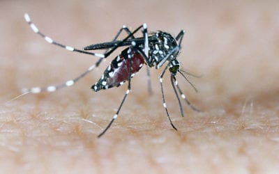 Aprenda a evitar o mosquito da dengue