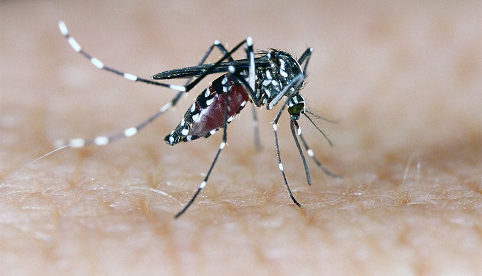 Aprenda a evitar o mosquito da dengue Aprenda a evitar o mosquito da dengue