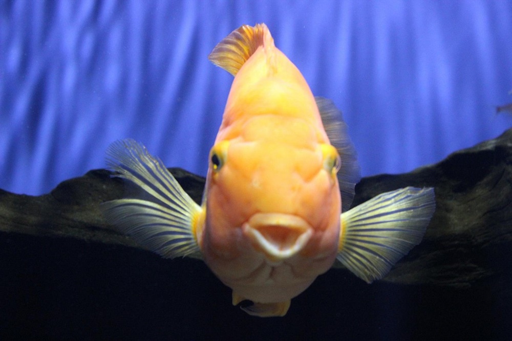 aquario-de-paranagua-PagBem