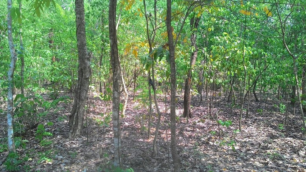 horto-florestal-PagBem