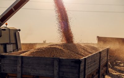 Transporte de grãos: como é feito e quais os cuidados?
