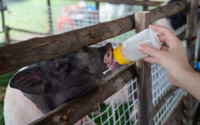 Principais cuidados na hora de transportar carga viva