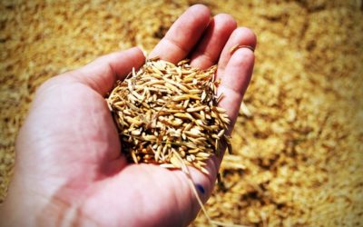Como evitar perdas no transporte de arroz?