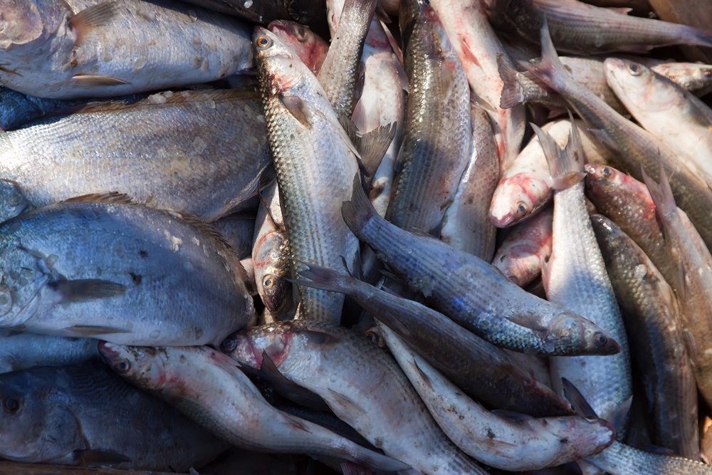 peixes-e-frutos-do-mar peixes-e-frutos-do-mar